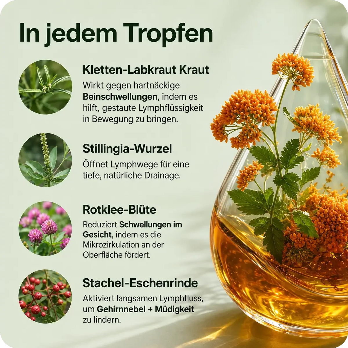 Lymphura Lymph Balance Tropfen – Pflanzlicher Kräuterkomplex (60 ml)